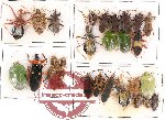 Scientific lot no. 111 Heteroptera (30 pcs)