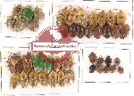 Scientific lot no. 88 Heteroptera (Pentatomidae) (43 pcs)