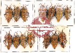 Scientific lot no. 97 Heteroptera (14 pcs A, A-, A2)