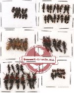 Scientific lot no. 25 Staphylinidae (60 pcs)