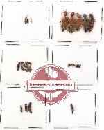 Scientific lot no. 36 Staphylinidae (40 pcs)