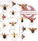 Scientific lot no. 106 Heteroptera - Reduvidae (14 pcs A-, A2)