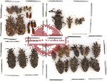 Scientific lot no. 110 Heteroptera (34 pcs)