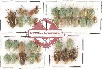 Scientific lot no. 100 Heteroptera - Pentatomidae (36 pcs)