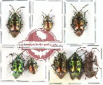 Scientific lot no. 104 Heteroptera - Scutellarinae (8 pcs - 5 pcs A2)
