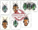 Scientific lot no. 104A Heteroptera - Scutellarinae (8 pcs A-, A2)