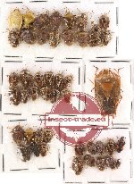 Scientific lot no. 109 Heteroptera - Pentatomidae (45 pcs)