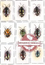Scientific lot no. 103 Heteroptera - Scutellarinae (9 pcs - 3 pcs A2)