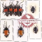 Scientific lot no. 102 Heteroptera - Scutellarinae (8 pcs A, A-, A2)
