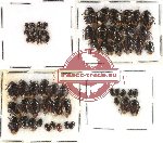 Scientific lot no. 89 Heteroptera - Cydnidae (59 pcs)