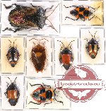 Scientific lot no. 108 Heteroptera - Pentatomidae, Scutellarinae (8 pcs - 3 pcs A2)