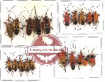Scientific lot no. 49 Heteroptera (20 pcs - 5 pcs A2)