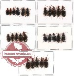 Scientific lot no. 105 Carabidae (26 pcs - some A2)