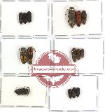 Scientific lot no. 26 Eucnemidae (15 pcs - 5 pcs A2)