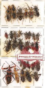Scientific lot no. 127 Heteroptera - mostly Reduvidae (30 pcs - 10 pcs A2)