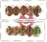 Scientific lot no. 125 Heteroptera (Pentatomidae) (10 pcs A2)