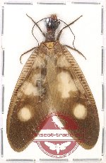 Corydalidae sp. 6 (A2)