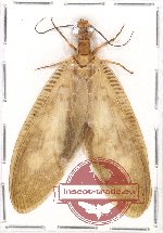 Corydalidae sp. 8