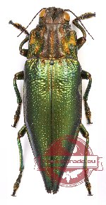 Cyphogastra (s.str.) sulcipennis