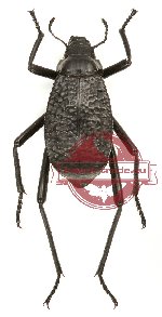 Tenebrionidae sp. 44