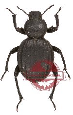 Tenebrionidae sp. 45