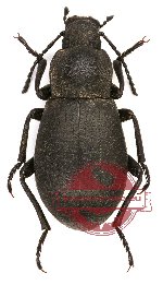 Tenebrionidae sp. 39A