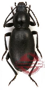 Tenebrionidae sp. 40A