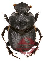 Onthophagus sp. 10