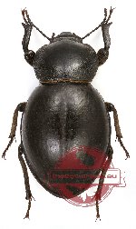 Tenebrionidae sp. 46 (A-)