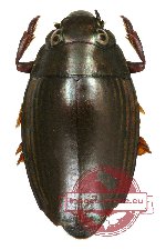 Gyrinidae sp. 5