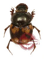 Onthophagus sp. 10A (A2)