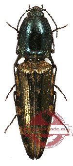 Actinocerus maculipennis