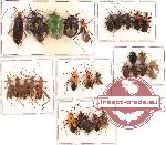 Scientific lot no. 129 Heteroptera (29 pcs - 15 pcs A2)