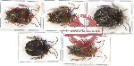 Scientific lot no. 133 Heteroptera (Pentatomidae) (5 pcs - 3 pcs A2)