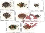 Scientific lot no. 136 Heteroptera (Scutellarinae) (8 pcs - 4 pcs A2)