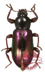 Tenebrionidae sp. 48