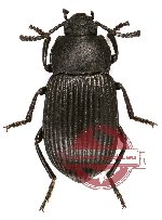 Tenebrionidae sp. 51 (A2)