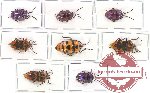 Scientific lot no. 123A Heteroptera (Scutellarinae) (8 pcs)