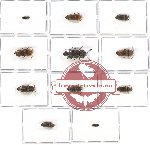 Scientific lot no. 33 Eucnemidae (11 pcs A, A-, A2)