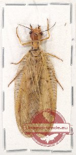 Corydalidae sp. 8A