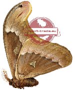 Attacus soembaensis (A2)