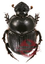 Onthophagus sp. 7 (A-)