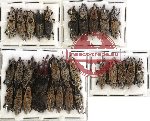 Scientific lot no. 167 Curculionidae (30 pcs)
