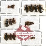 Scientific lot no. 30 Dytiscidae (37 pcs)