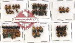 Scientific lot no. 146 Chrysomelidae (58 pcs)