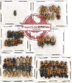 Scientific lot no. 147 Chrysomelidae (75 pcs)