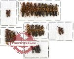 Scientific lot no. 55 Staphylinidae (26 pcs)