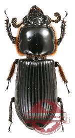 Passalidae sp. 26