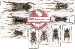 Scientific lot no. 56 Cerambycidae (9 pcs - 2 pcs A2)