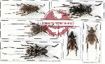 Scientific lot no. 50 Cerambycidae (6 pcs - 2 pcs A2)
